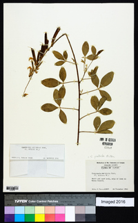 Crotalaria pallida image