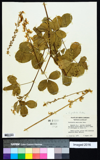 Crotalaria pallida image