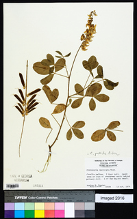 Crotalaria pallida image