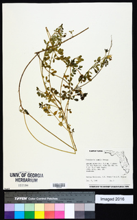 Crotalaria pumila image