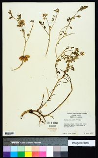 Crotalaria pumila image