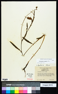 Crotalaria purshii image