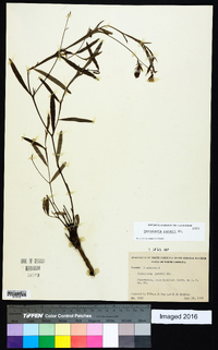 Crotalaria purshii image