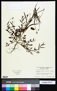 Crotalaria purshii image