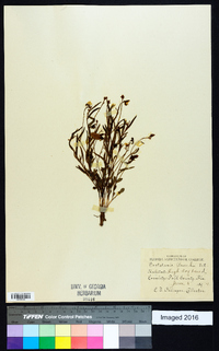 Crotalaria purshii image