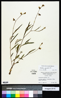 Crotalaria purshii image