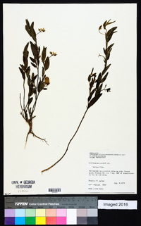 Crotalaria purshii image