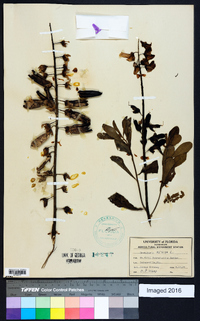 Crotalaria retusa image