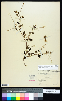 Crotalaria rotundifolia image