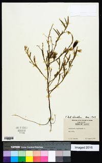 Crotalaria sagittalis image