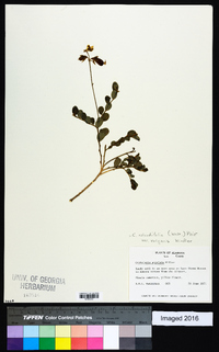 Crotalaria rotundifolia image