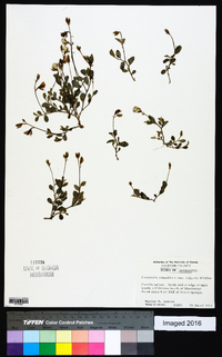 Crotalaria rotundifolia image