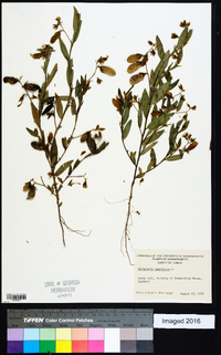 Crotalaria sagittalis image