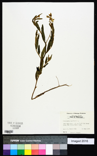 Crotalaria sagittalis image