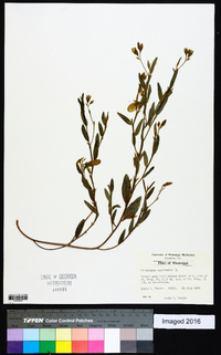 Crotalaria sagittalis image