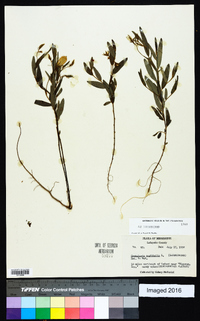 Crotalaria sagittalis image