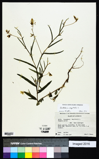 Crotalaria sagittalis image