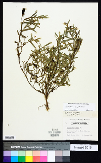 Crotalaria sagittalis image