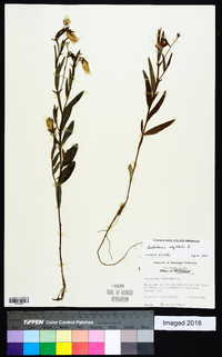 Crotalaria sagittalis image