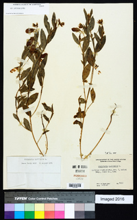 Crotalaria sagittalis image