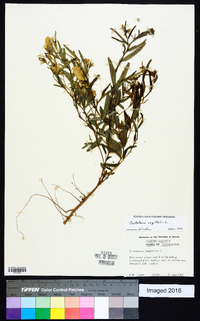 Crotalaria sagittalis image