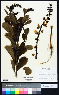 Crotalaria spectabilis image