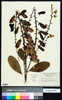 Crotalaria spectabilis image