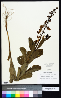 Crotalaria spectabilis image