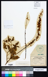 Crotalaria pallida image