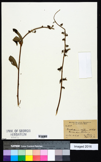 Crotalaria nitens image