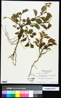 Crotalaria verrucosa image