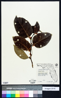 Dalbergia ecastaphyllum image