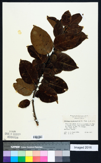 Dalbergia ecastaphyllum image