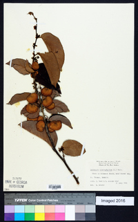 Dalbergia ecastaphyllum image