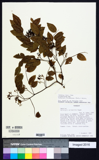 Dalbergia frutescens image