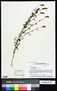 Dalea candida var. oligophylla image