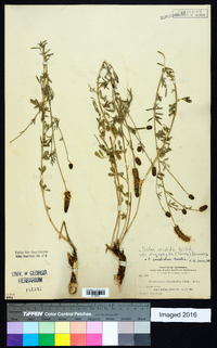 Dalea candida var. oligophylla image