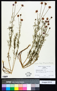 Dalea feayi image