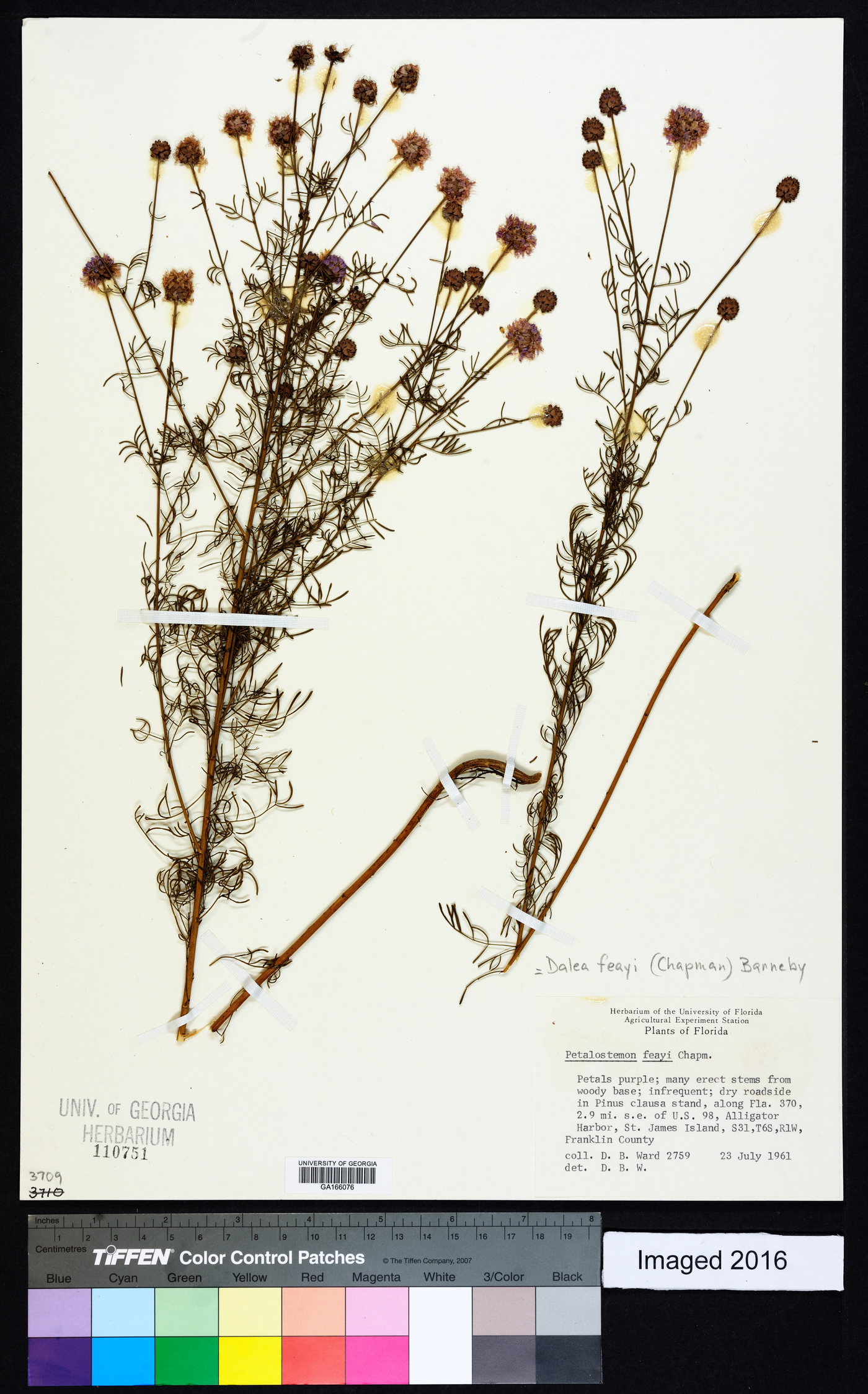 Dalea feayi image