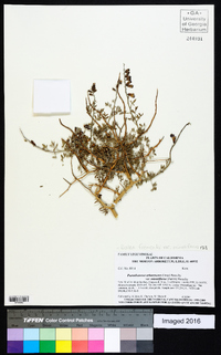 Psorothamnus arborescens image