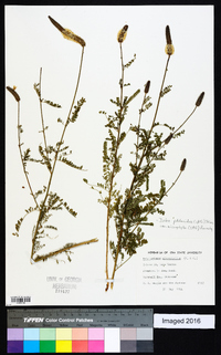 Dalea phleoides var. microphylla image