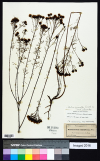 Dalea pinnata image