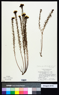 Dalea pinnata image