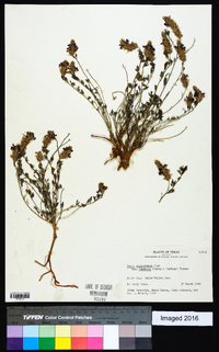 Dalea pogonathera var. walkerae image