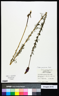 Dalea purpurea image