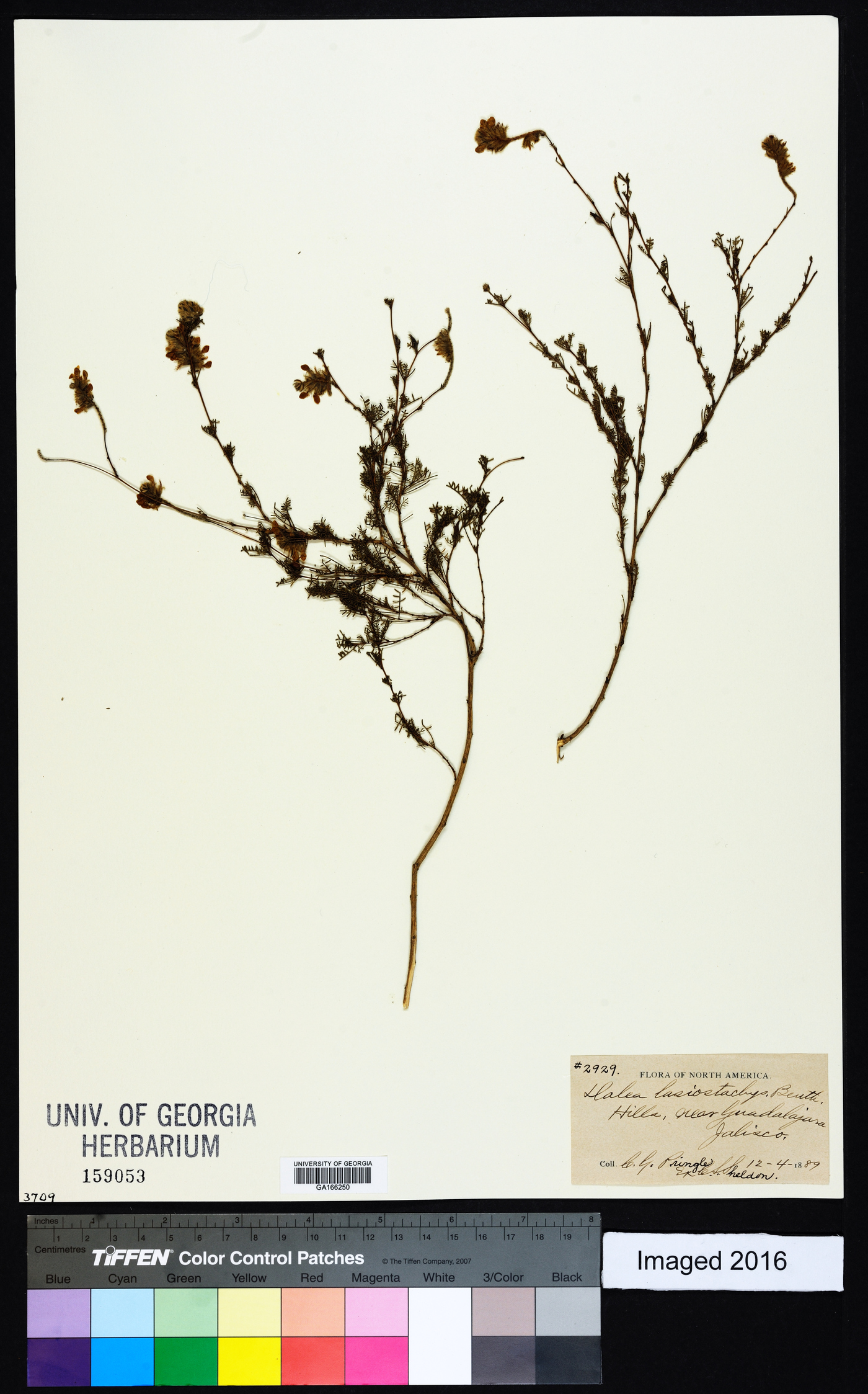 Dalea lasiostachya image