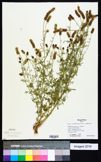 Dalea candida var. oligophylla image