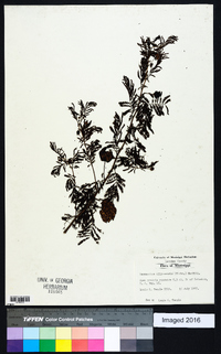 Desmanthus illinoensis image