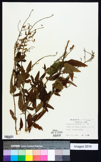 Desmodium canadense image