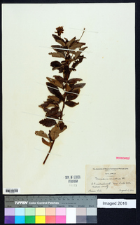 Desmodium canadense image